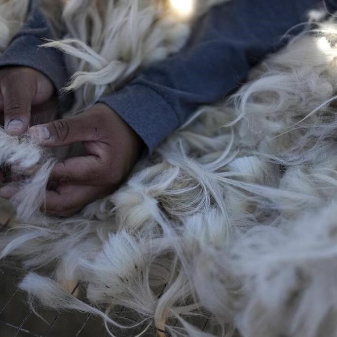 'My heart was always just with the sheep.' One Navajo's push to keep tradition vibrant